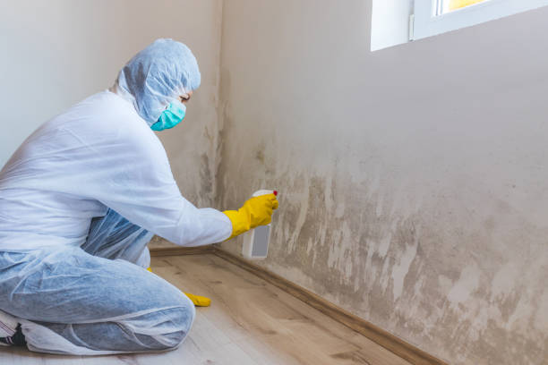 Licensed Basement Mold Remediation service in Hoffman Estates, IL - 24 Hour Mold Removal