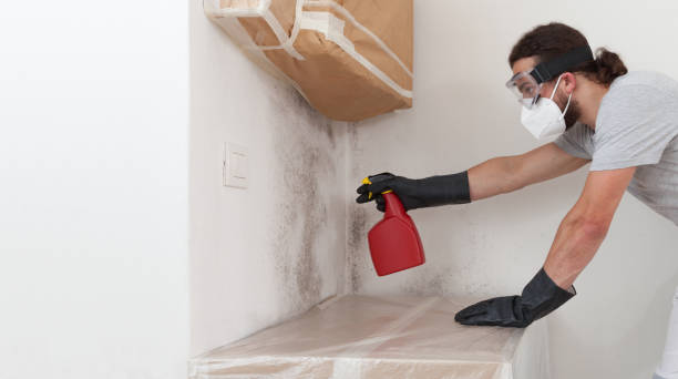 Professional Basement Mold Remediation technician working in Hoffman Estates, IL