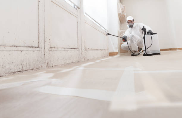 24/7 Emergency Basement Mold Remediation experts in Hoffman Estates, IL
