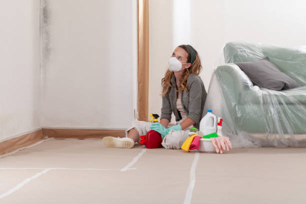 Reliable Basement Mold Remediation contractor in Hoffman Estates, IL by 24 Hour Mold Removal