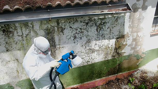 Top rated local Basement Mold Remediation specialists in Hoffman Estates, IL